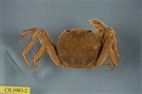 藏品(日本絨螯蟹)的圖片